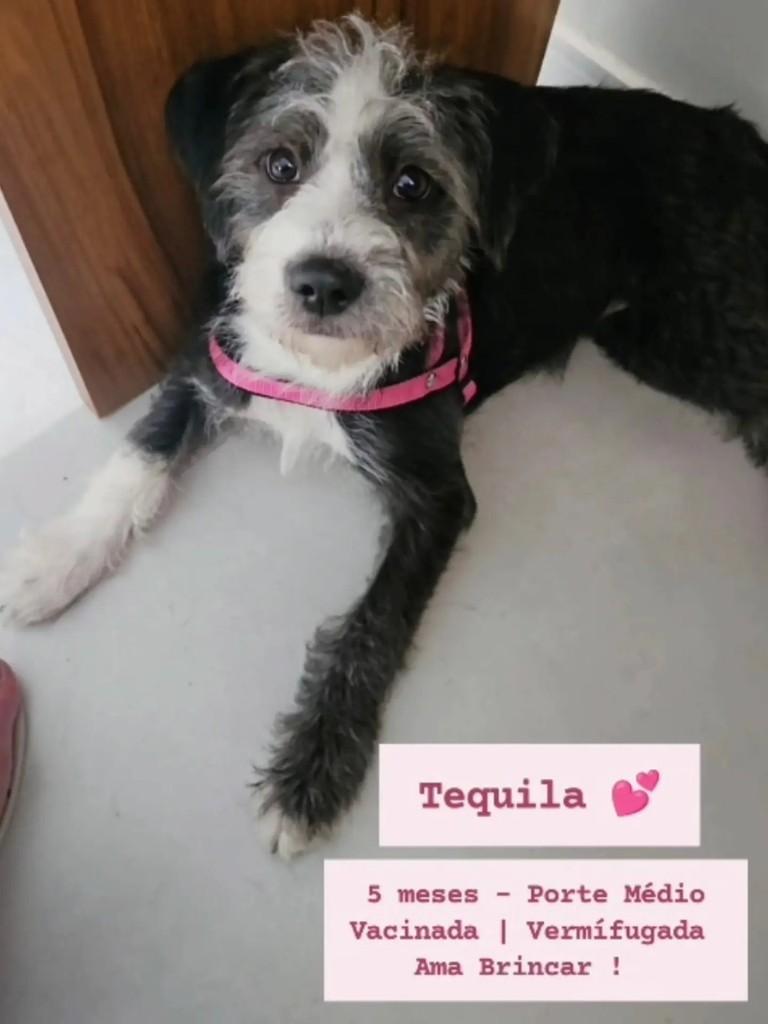 Tequila, cadela de porte médio para adoção em Holambra - SP