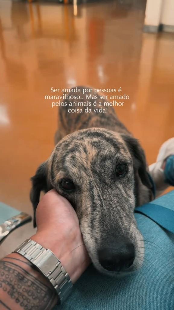 Lolla, cachorro de porte médio para adoção em Viçosa - MG