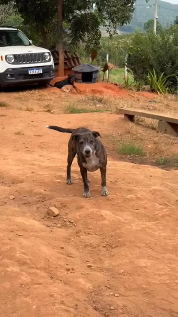 Tina, cadela de porte médio para adoção em Viçosa - MG