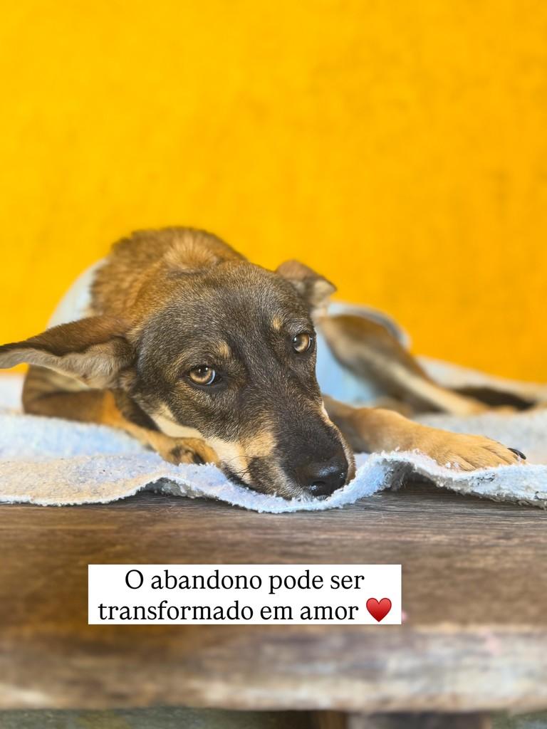 Cloe, cadela de porte pequeno para adoção em Viçosa - MG