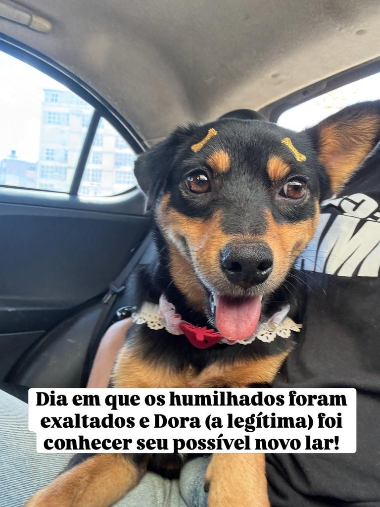 Dora, cadela de porte pequeno para adoção em Viçosa - MG