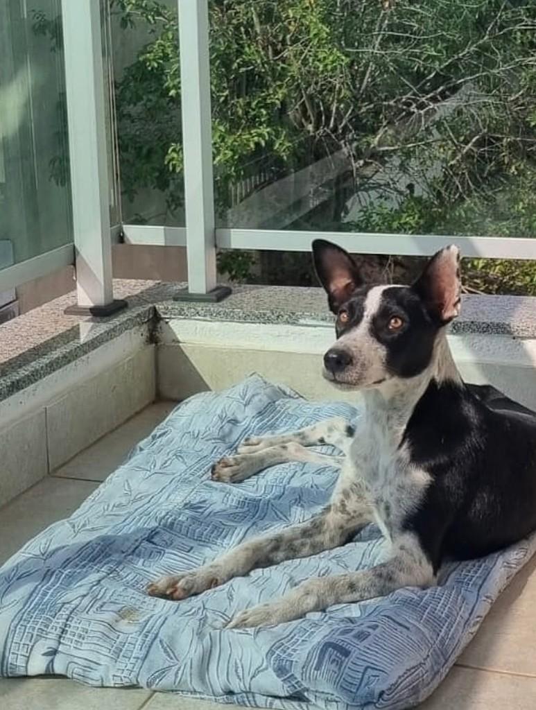 Lilica, cadela de porte médio para adoção em Viçosa - MG