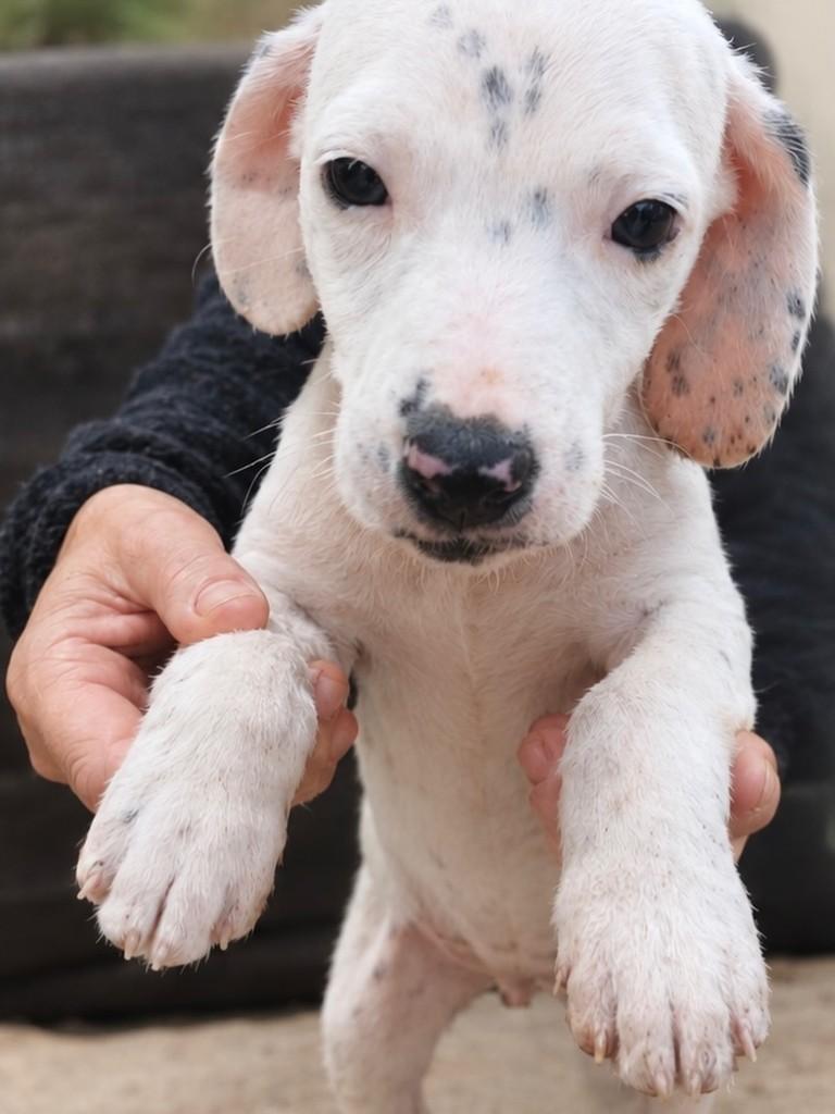 Benê, cachorro de porte pequeno para adoção em Viçosa - MG
