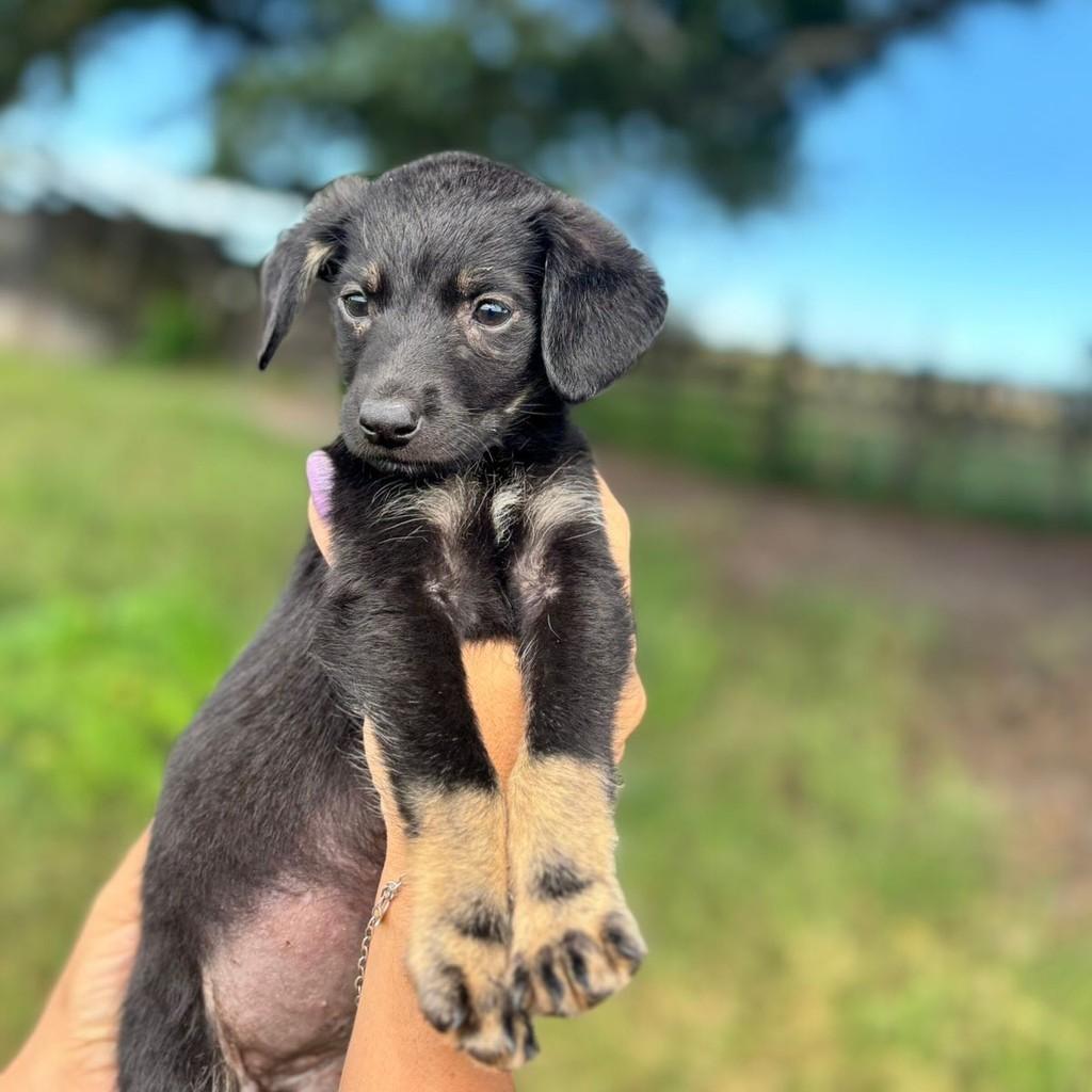 Último Filhote Macho, cachorro de porte pequeno para adoção em Piúma - ES