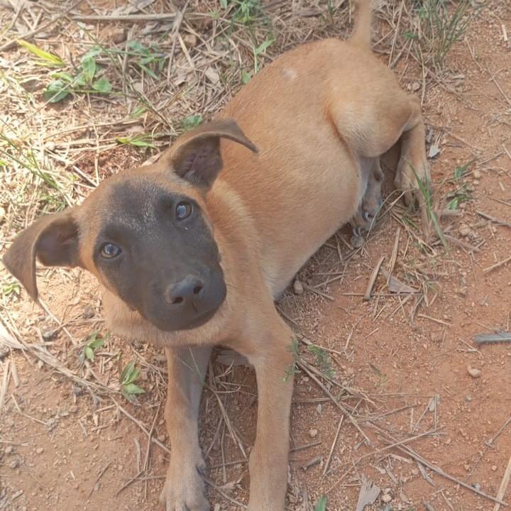 Filhotinha, cachorro de porte pequeno para adoção em Piúma - ES