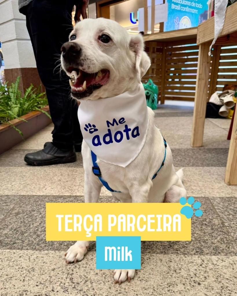 Milk, cachorro de porte médio para adoção em Rio de Janeiro - RJ
