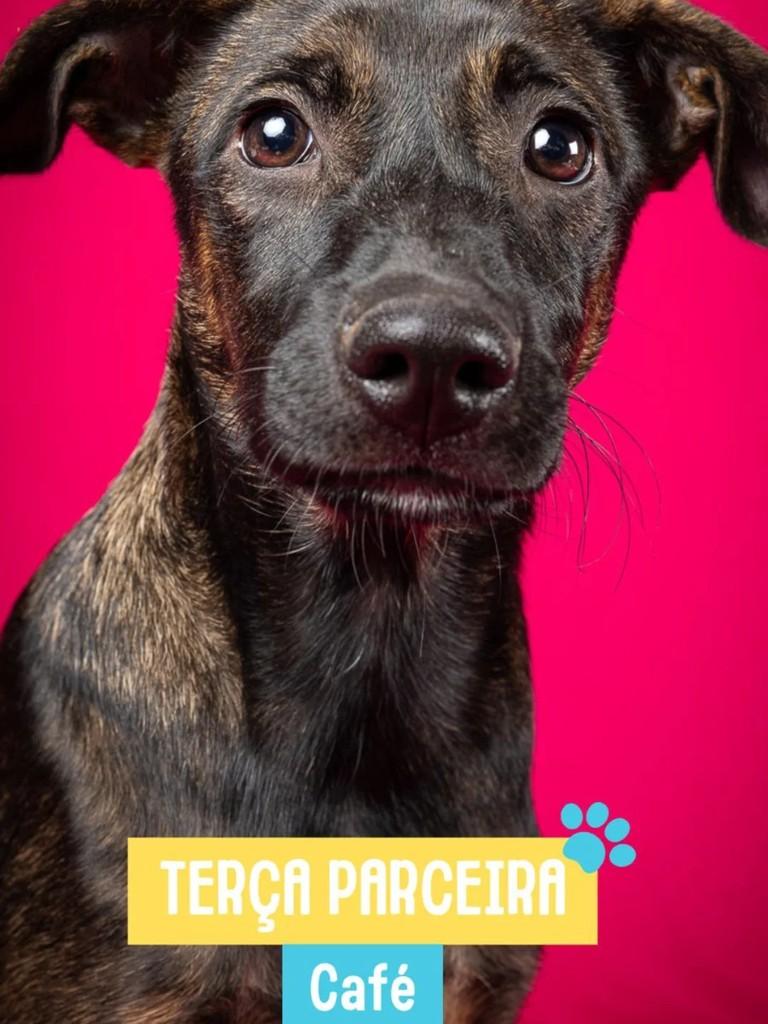 Café, cachorro de porte pequeno para adoção em Rio de Janeiro - RJ