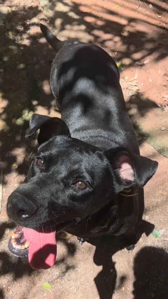 Ravena, cachorro de porte médio para adoção em Rio de Janeiro - RJ