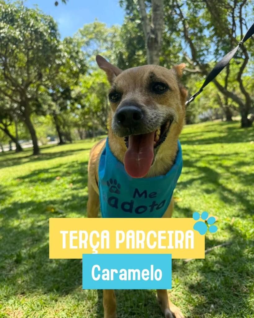 Caramelo, cachorro de porte pequeno para adoção em Rio de Janeiro - RJ