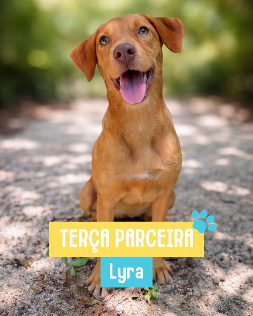 Lyra, cadela de porte pequeno para adoção em Rio de Janeiro - RJ