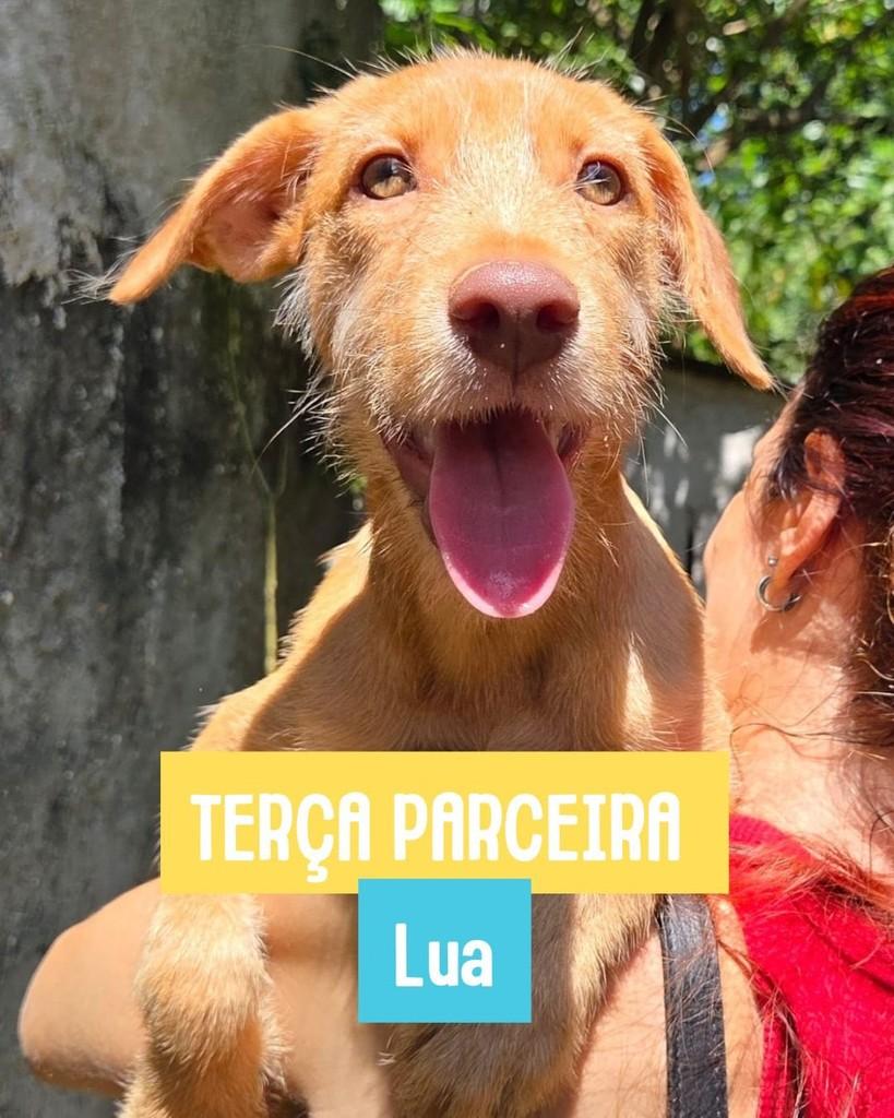 Lua, cachorro de porte médio para adoção em Rio de Janeiro - RJ