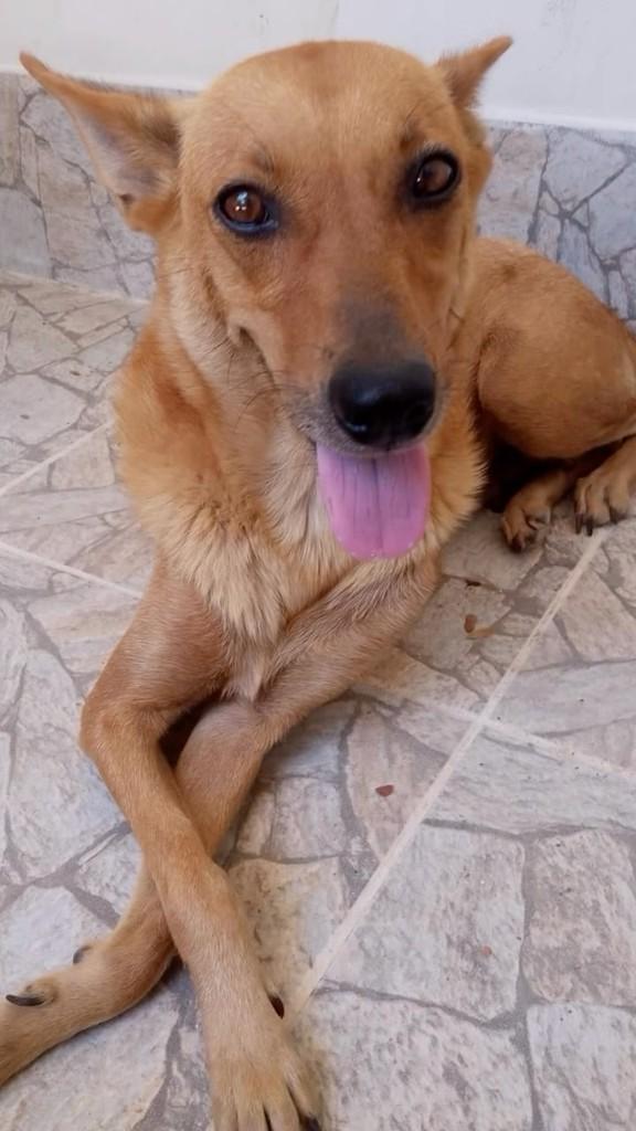 Sol, cachorro de porte pequeno para adoção em Rio de Janeiro - RJ