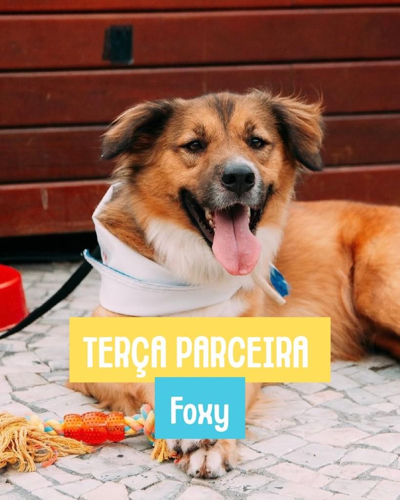 Foxy, cachorro de porte médio para adoção em Rio de Janeiro - RJ