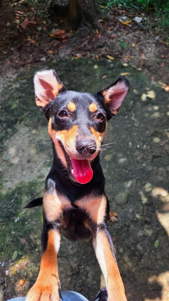 Sophie, cachorro de porte pequeno para adoção em Rio de Janeiro - RJ