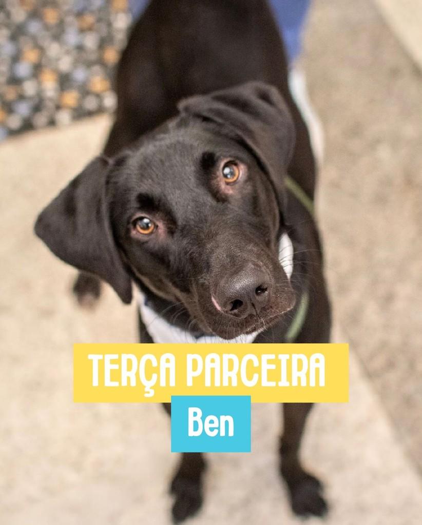 Ben, cachorro de porte médio para adoção em Rio de Janeiro - RJ
