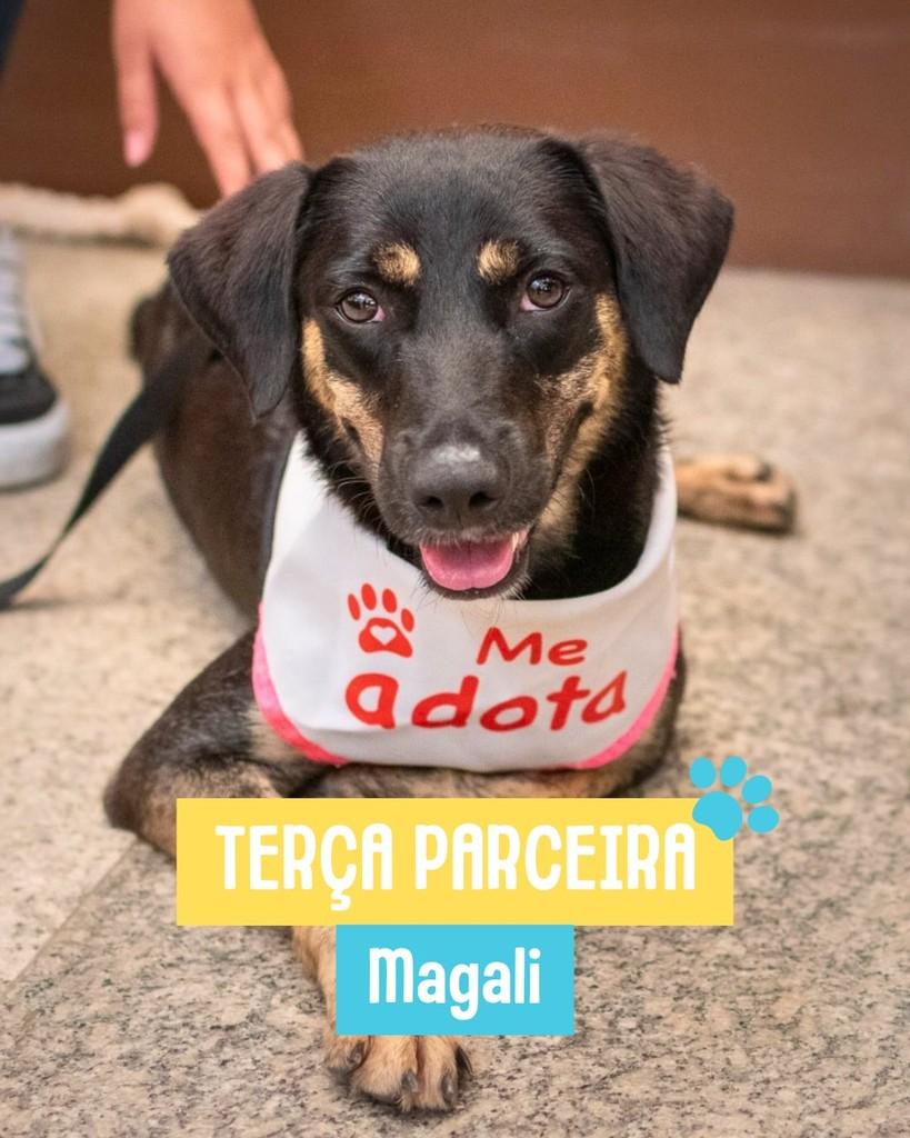 Magali, cachorro de porte médio para adoção em Rio de Janeiro - RJ