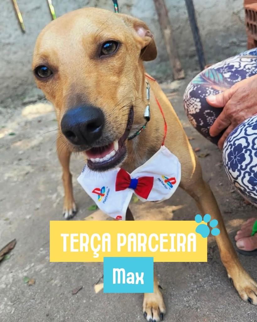 Max, cachorro de porte pequeno para adoção em Rio de Janeiro - RJ