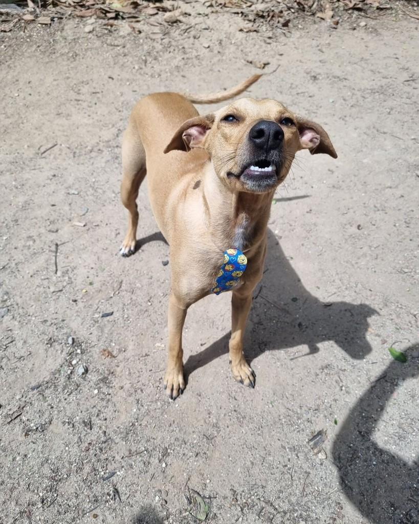 Max, cachorro de porte pequeno para adoção em Rio de Janeiro - RJ — foto 5 de 5