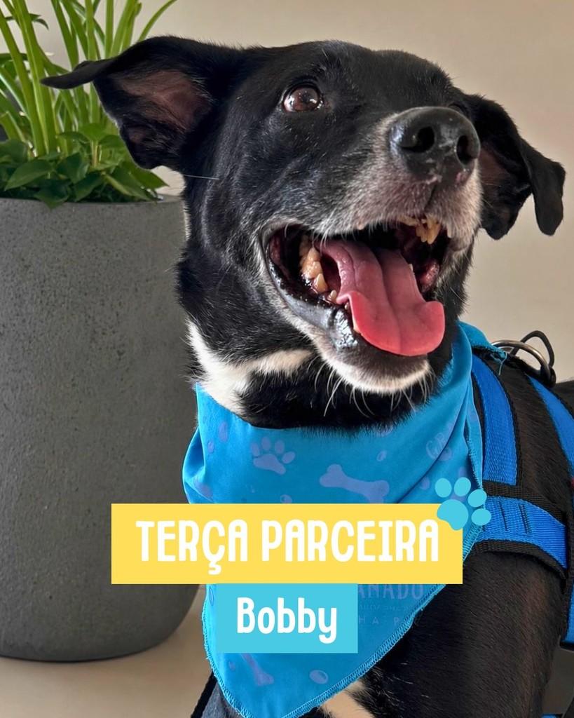 Bobby, cachorro de porte médio para adoção em Rio de Janeiro - RJ