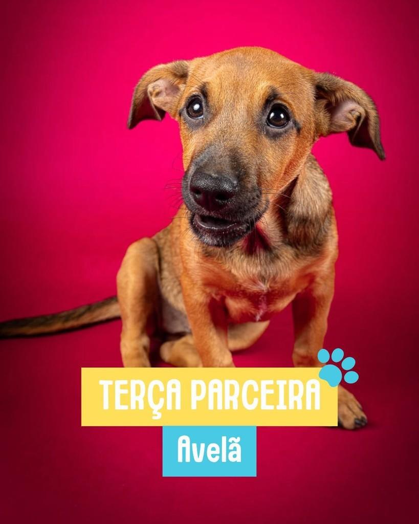 Avelã, cachorro de porte pequeno para adoção em Rio de Janeiro - RJ