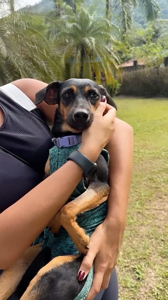 Amora, cadela de porte pequeno para adoção em Rio de Janeiro - RJ