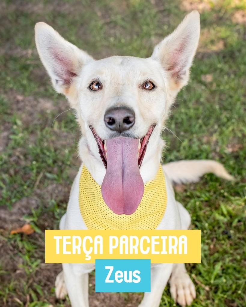 Zeus, cachorro de porte médio para adoção em Rio de Janeiro - RJ