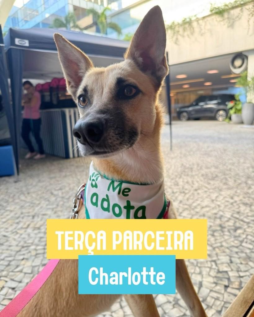 Charlotte, cadela de porte médio para adoção em Rio de Janeiro - RJ