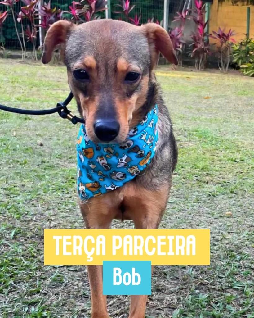 Bob, cachorro de porte médio para adoção em Rio de Janeiro - RJ