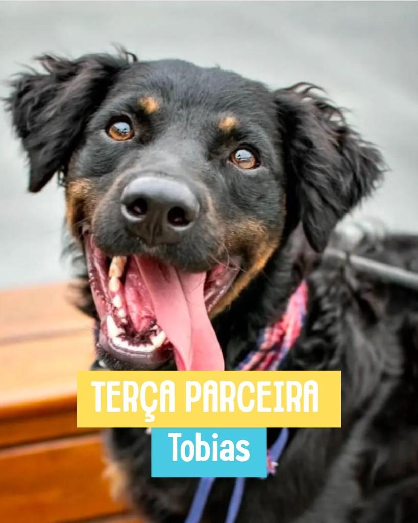 Tobias, cachorro de porte médio para adoção em Rio de Janeiro - RJ