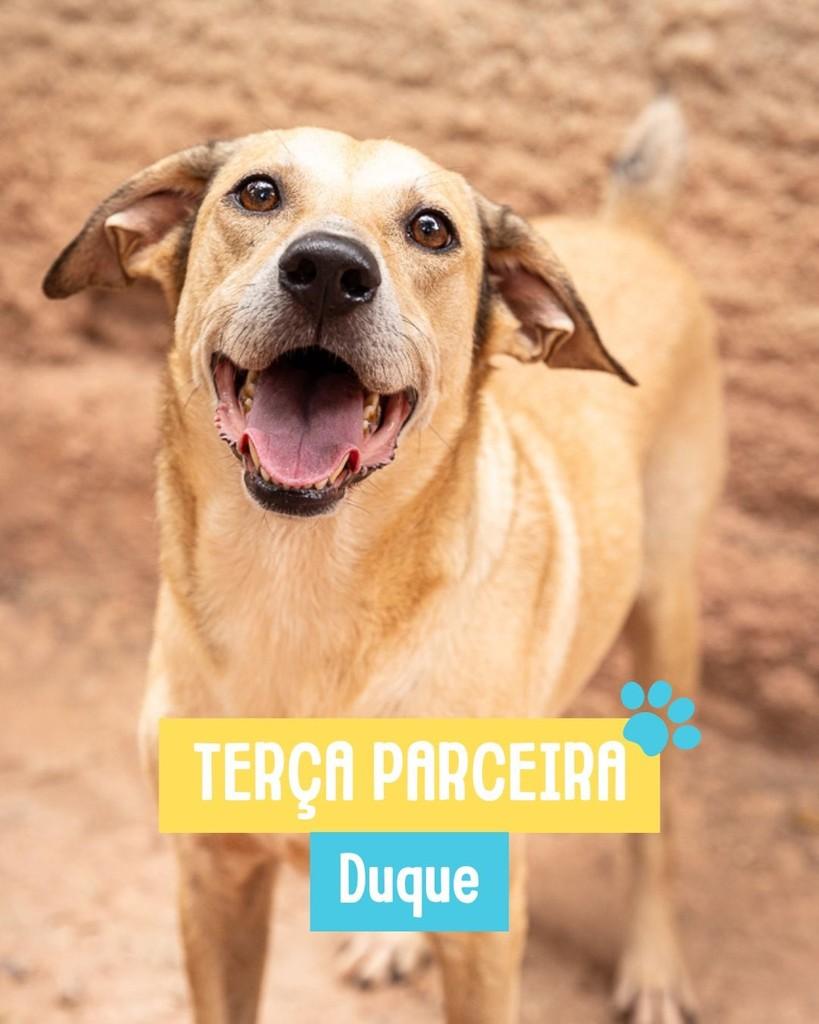 Duque, cachorro de porte médio para adoção em Rio de Janeiro - RJ
