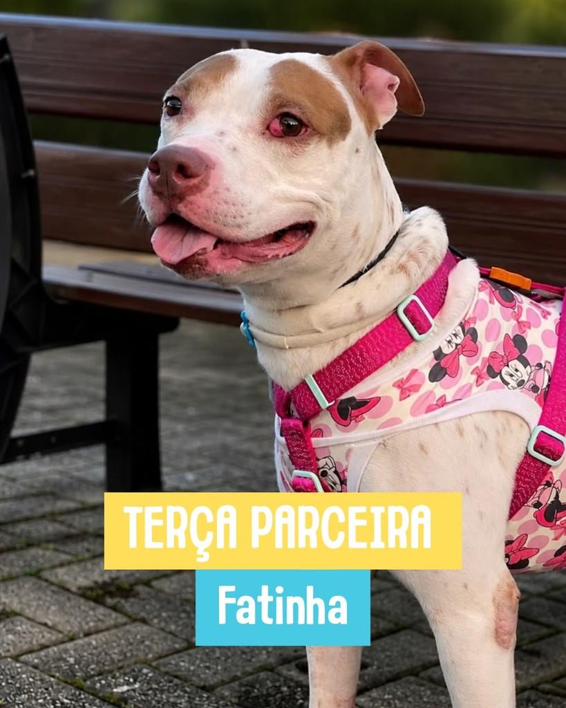 Fatinha, cachorro de porte grande para adoção em Rio de Janeiro - RJ