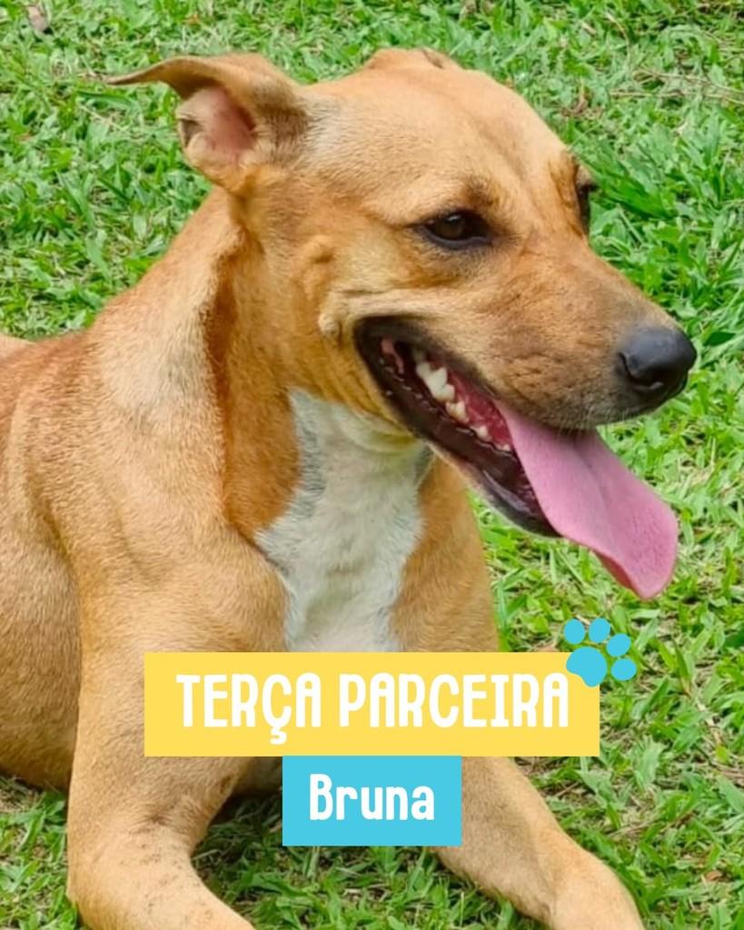 Bruna, cadela de porte médio para adoção em Rio de Janeiro - RJ
