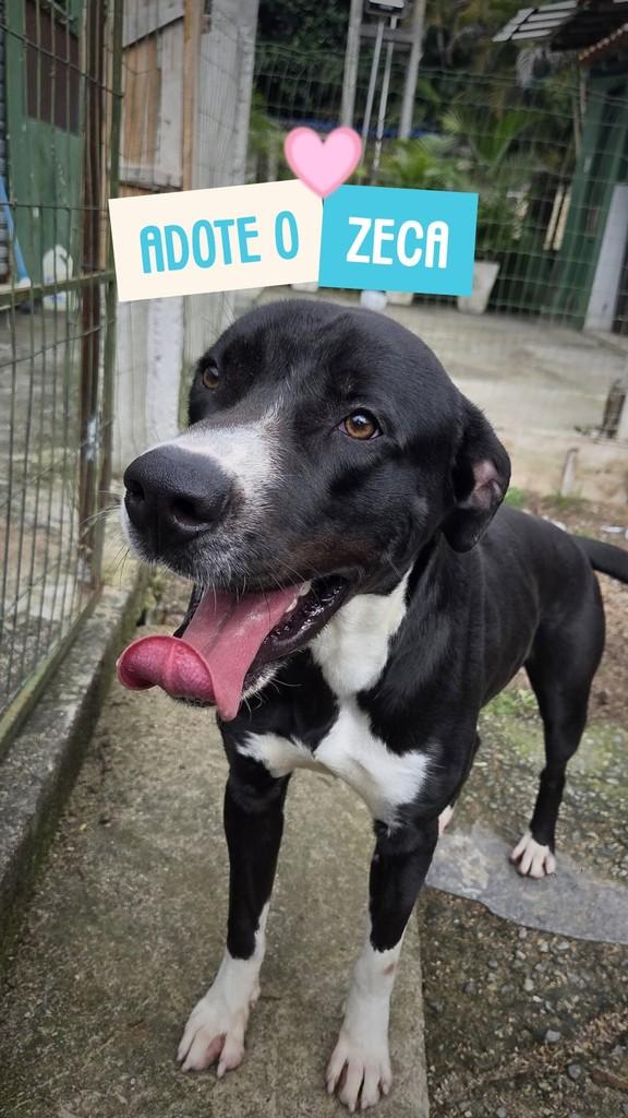 Zeca, cachorro de porte médio para adoção em Rio de Janeiro - RJ