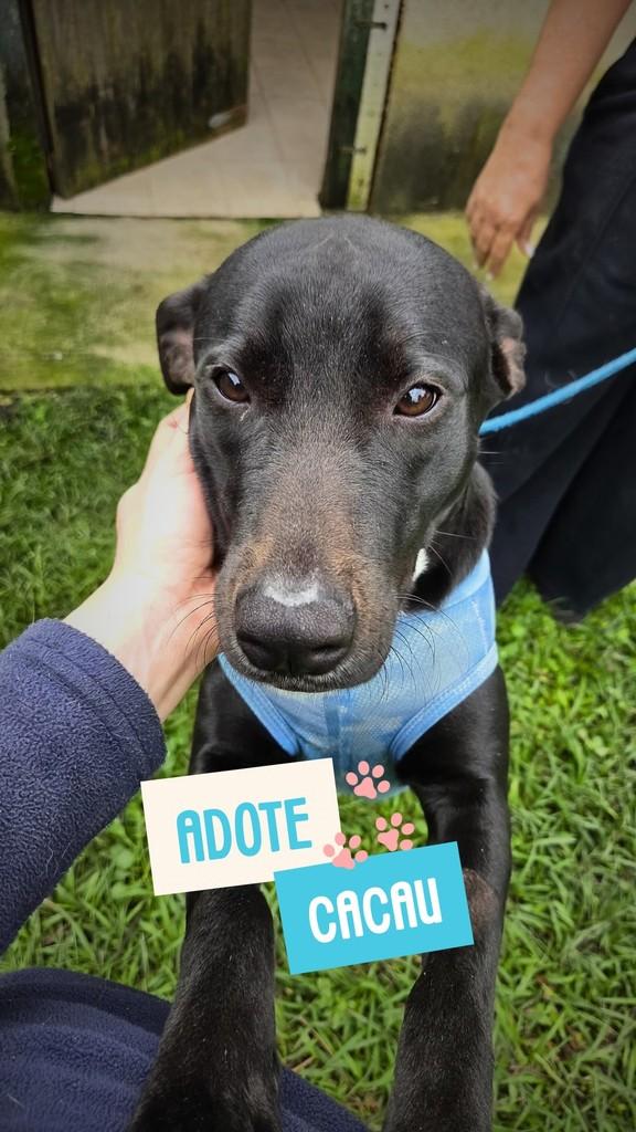 Cacau, cachorro de porte médio para adoção em Rio de Janeiro - RJ