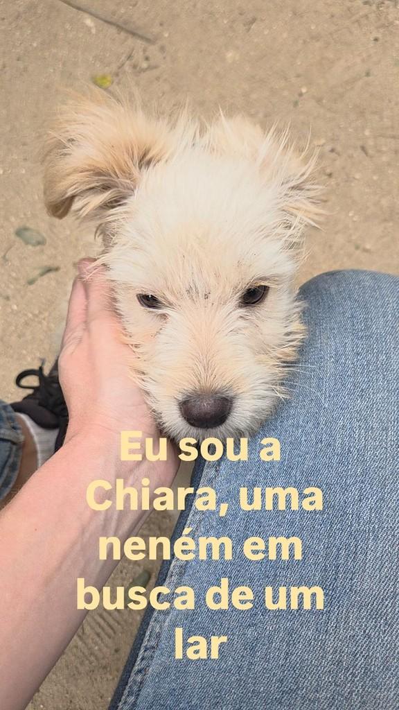 Chiara, cadela de porte pequeno para adoção em Rio de Janeiro - RJ