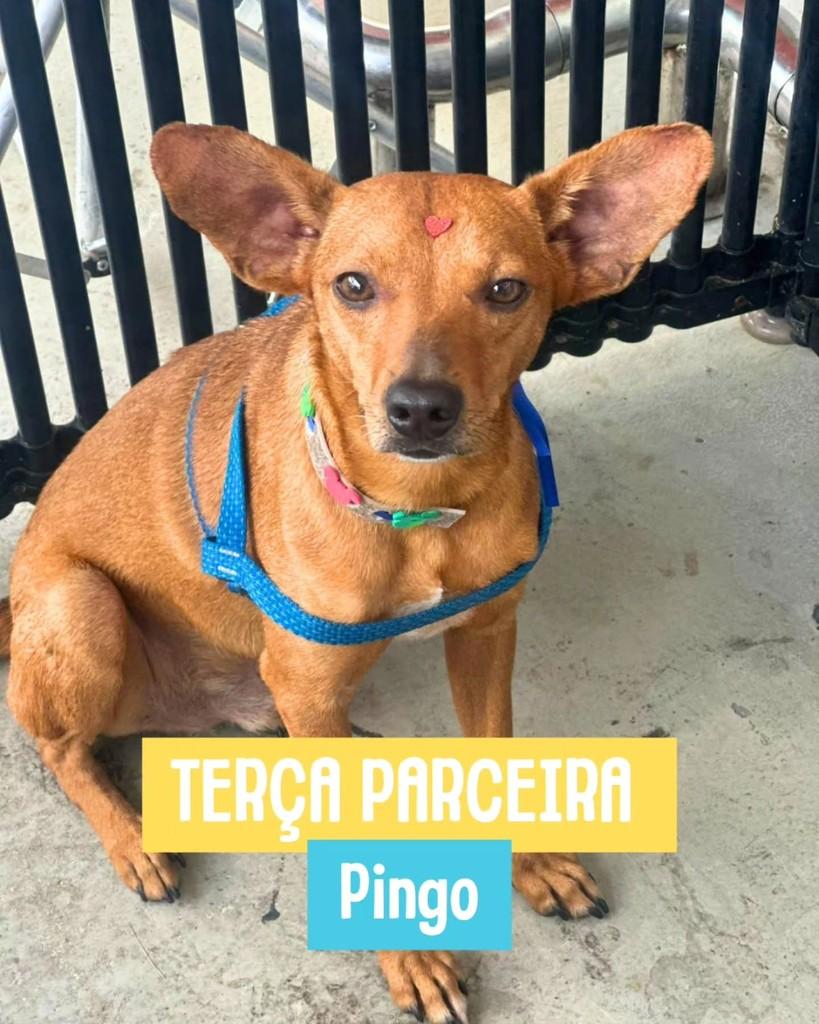 Pingo, cachorro de porte pequeno para adoção em Rio de Janeiro - RJ