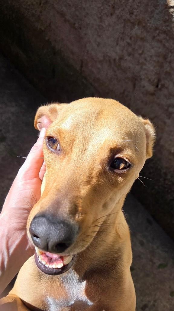 Max, cachorro de porte médio para adoção em Rio de Janeiro - RJ