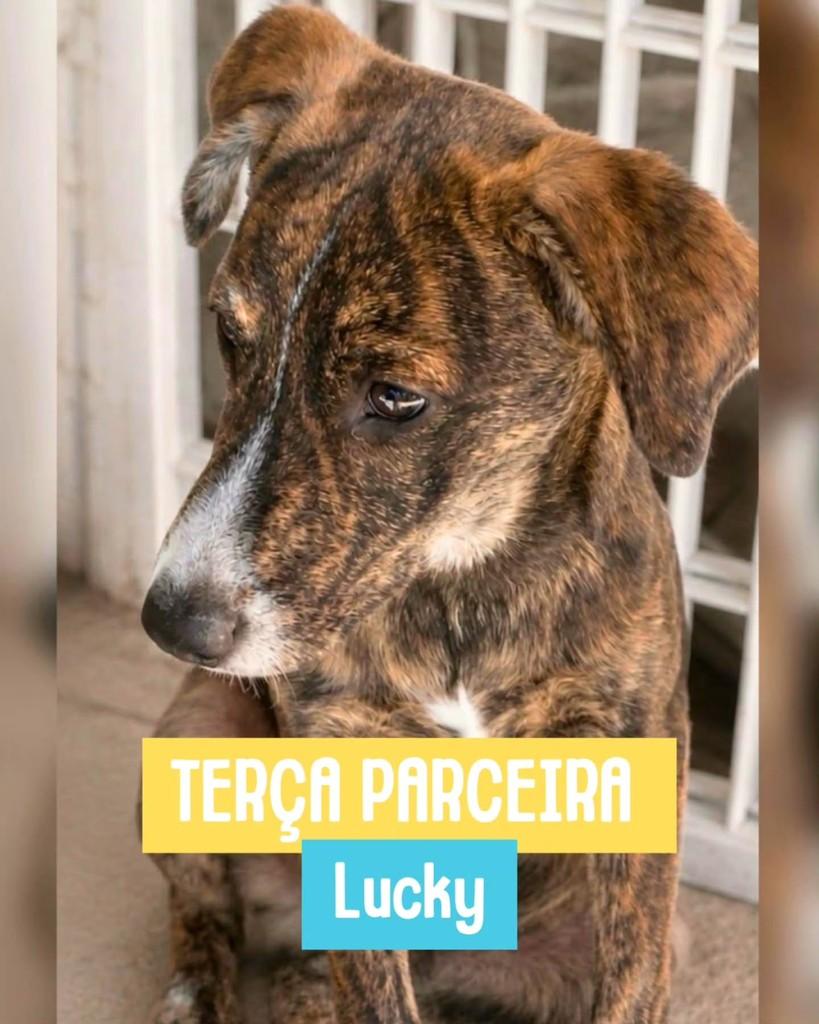 Lucky, cachorro de porte pequeno para adoção em Rio de Janeiro - RJ