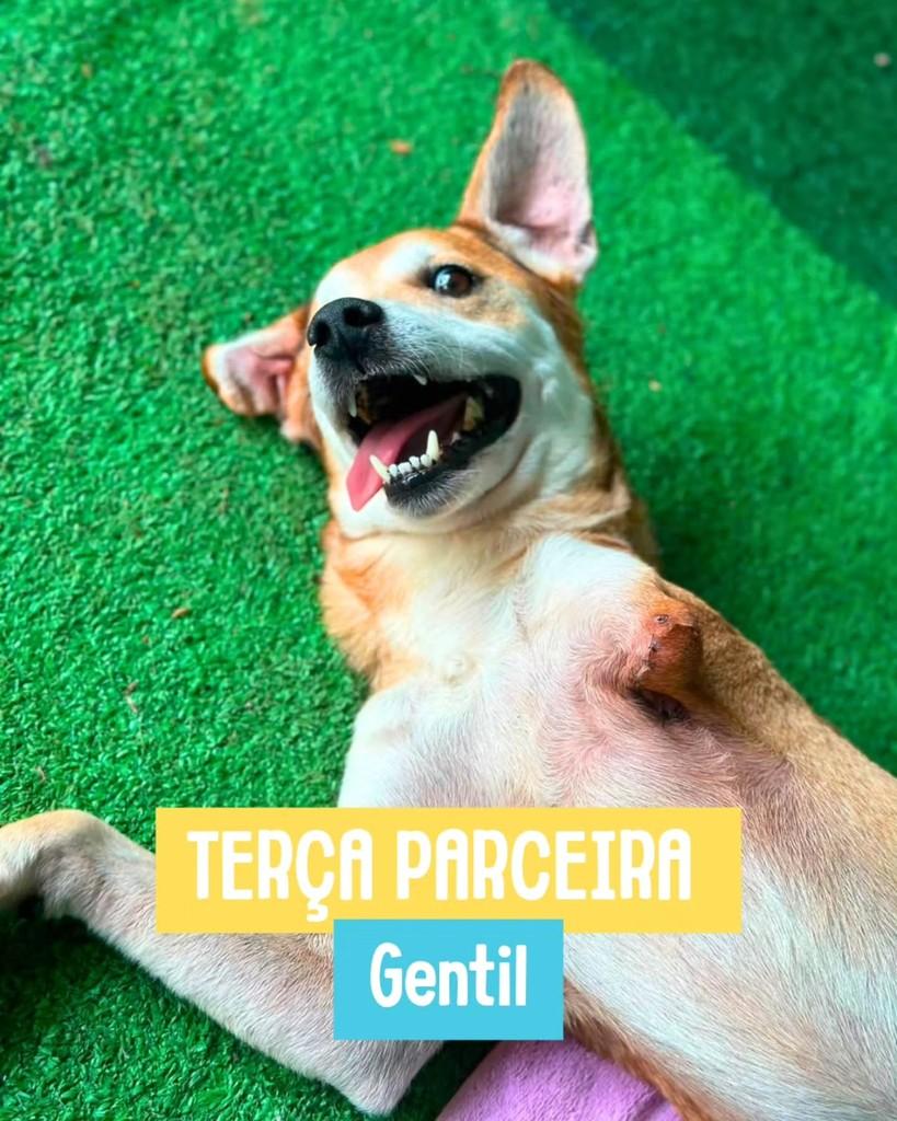 Gentil, cachorro de porte médio para adoção em Rio de Janeiro - RJ