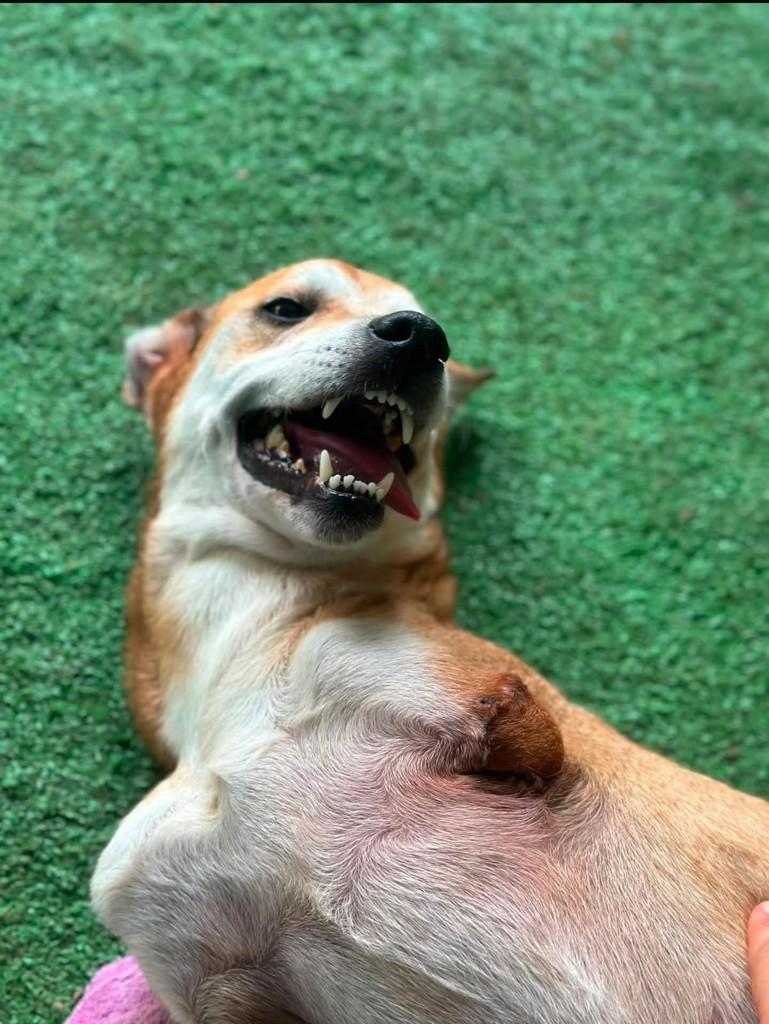 Gentil, cachorro de porte médio para adoção em Rio de Janeiro - RJ — foto 2 de 4