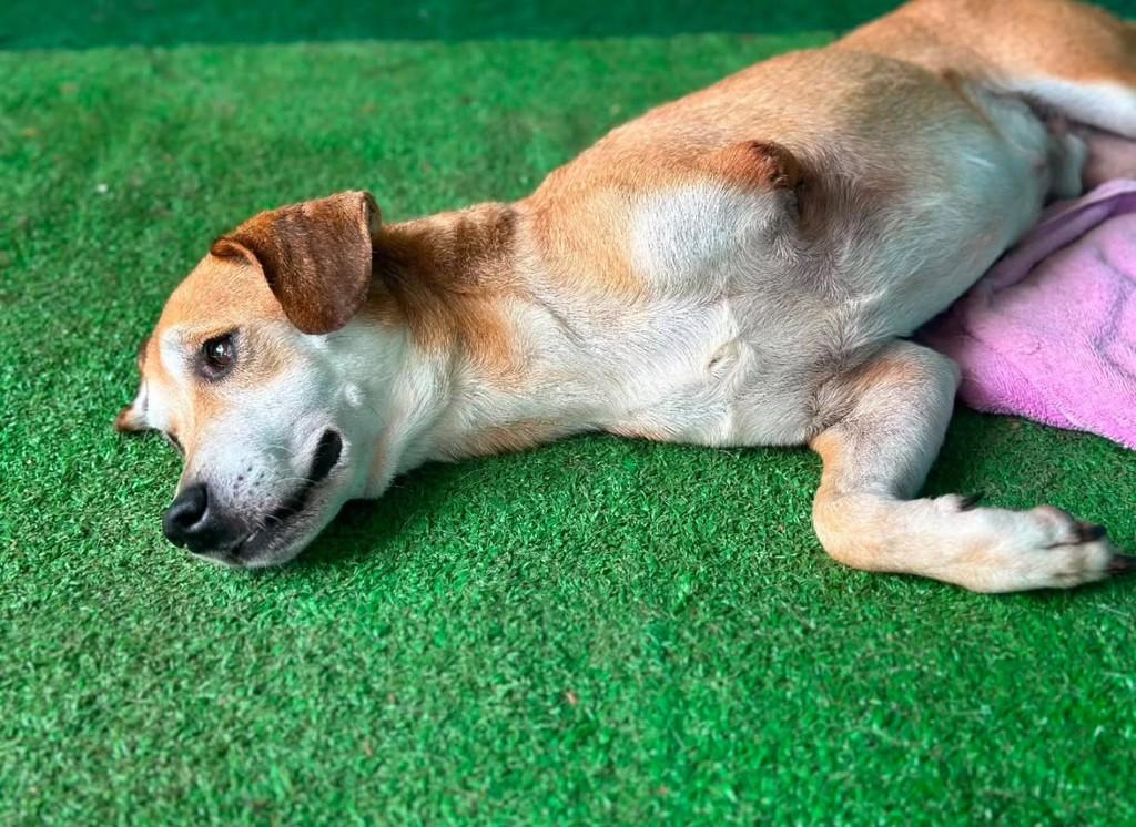 Gentil, cachorro de porte médio para adoção em Rio de Janeiro - RJ — foto 3 de 4