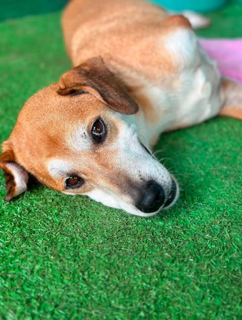 Gentil, cachorro de porte médio para adoção em Rio de Janeiro - RJ — foto 4 de 4