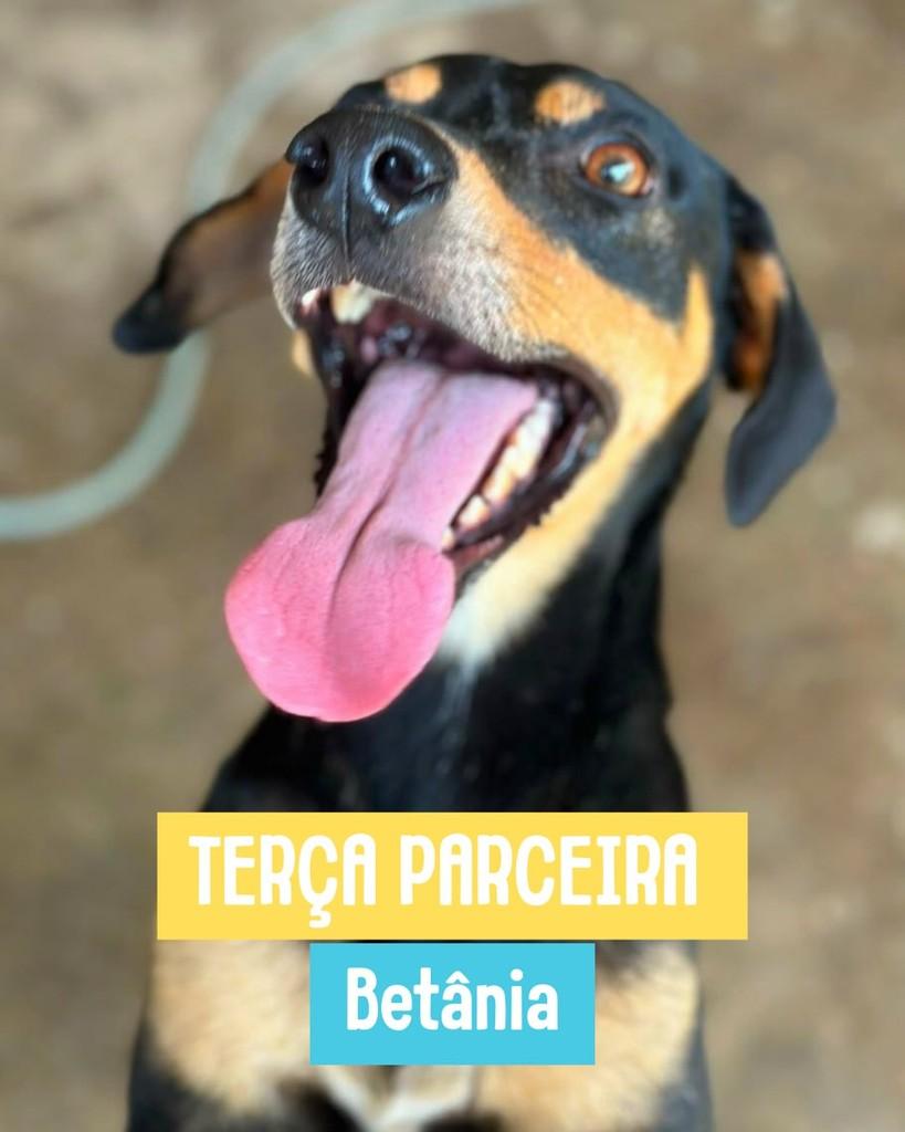 Betânia, cadela de porte médio para adoção em Rio de Janeiro - RJ