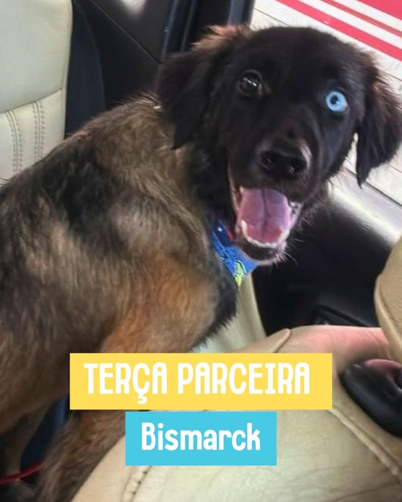 Bismarck, cachorro de porte médio para adoção em Rio de Janeiro - RJ