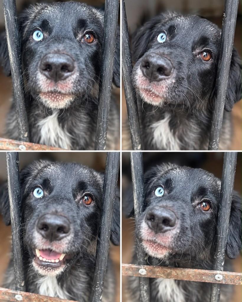 Bismarck, cachorro de porte médio para adoção em Rio de Janeiro - RJ — foto 2 de 2