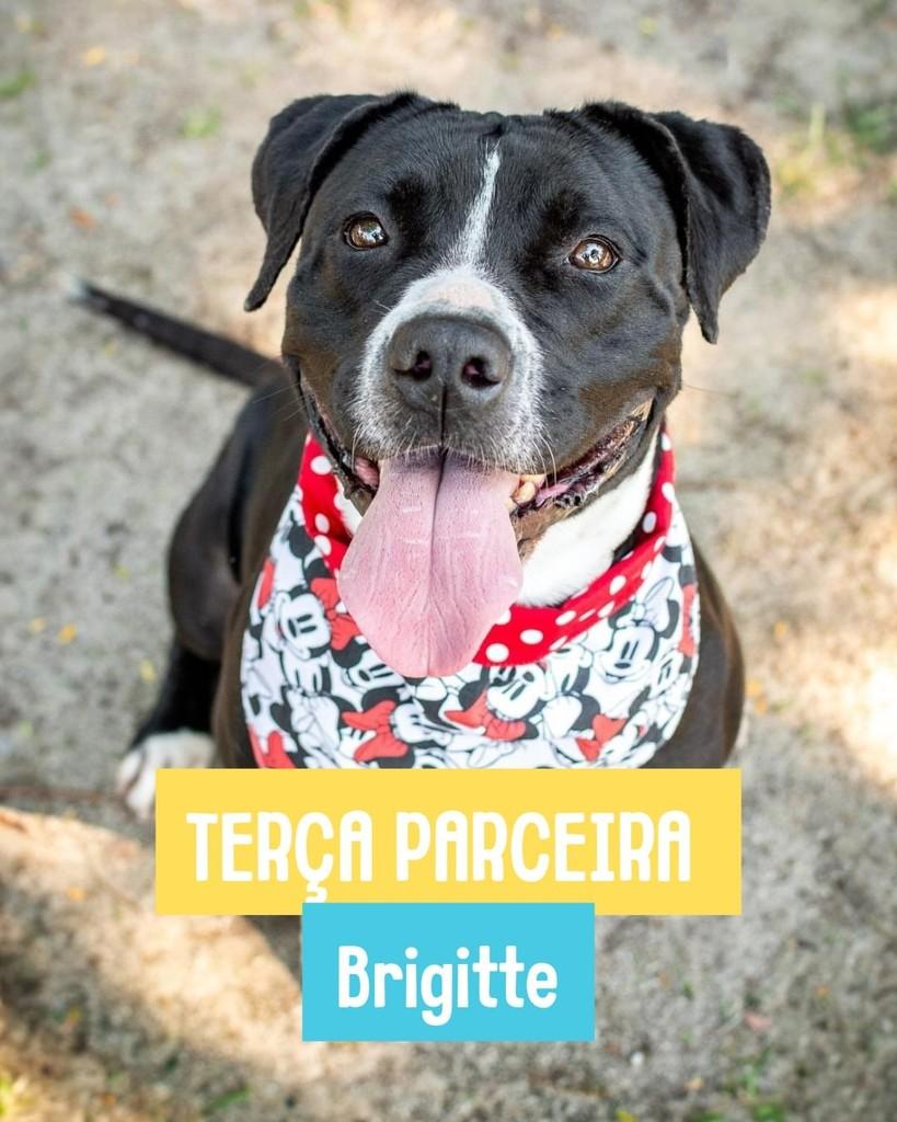 Brigitte, cadela de porte grande para adoção em Rio de Janeiro - RJ