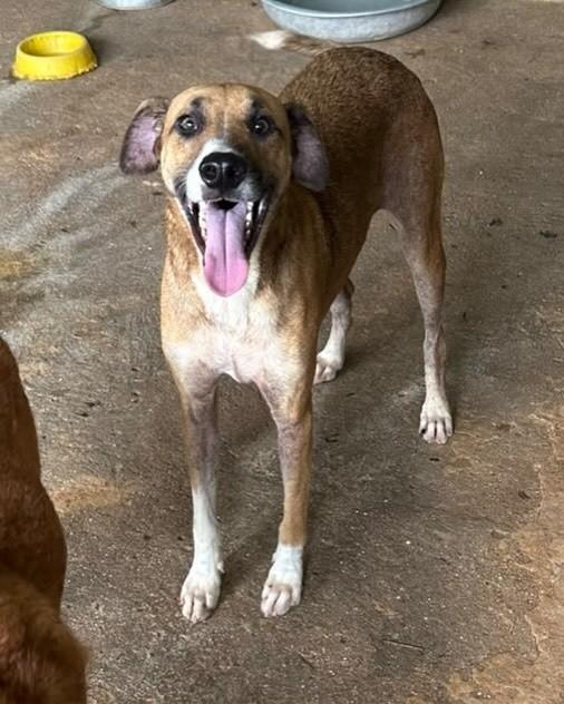 Baby, cachorro de porte médio para adoção no Rio de Janeiro - RJ