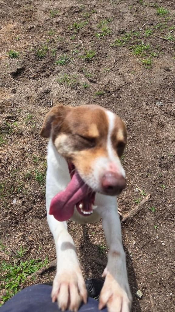 Ben, cachorro de porte médio para adoção no Rio de Janeiro - RJ