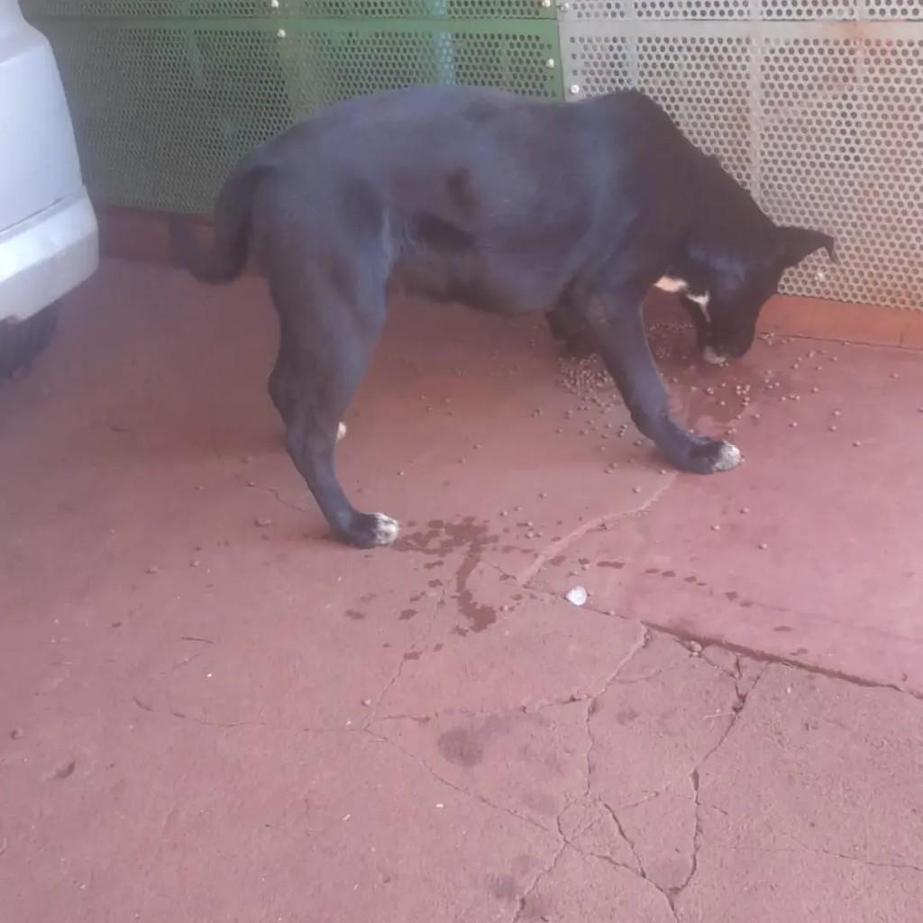 Bidu, cachorro de porte médio para adoção em Palotina - PR