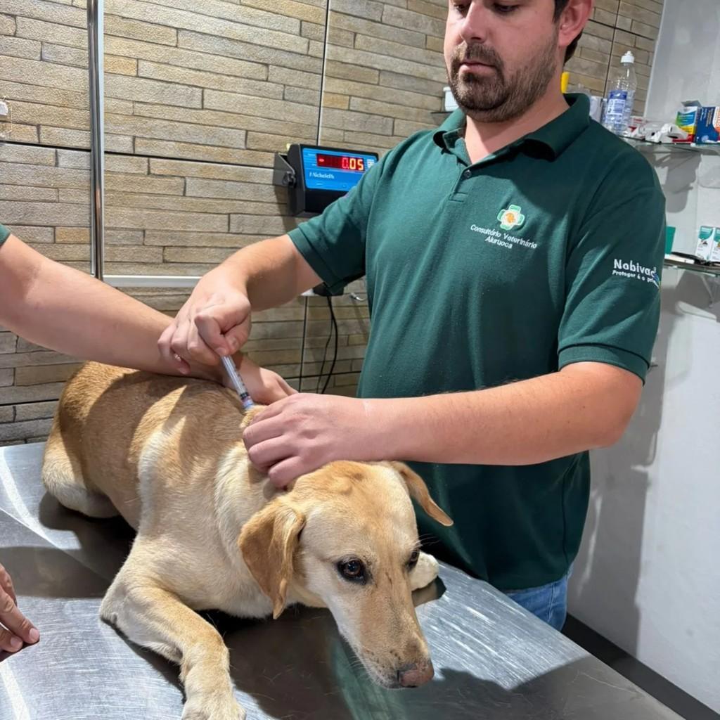 Luna, cadela de porte médio para adoção em Aiuruoca - MG